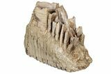 7.6" Fossil Woolly Mammoth Upper M2 Molar - North Sea Deposits - #200779-5